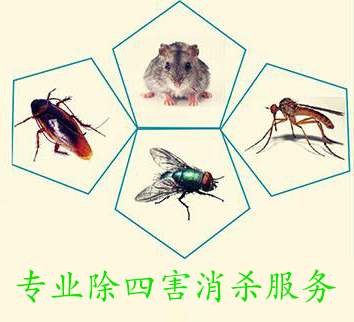 专业灭鼠公司分享灭鼠方法