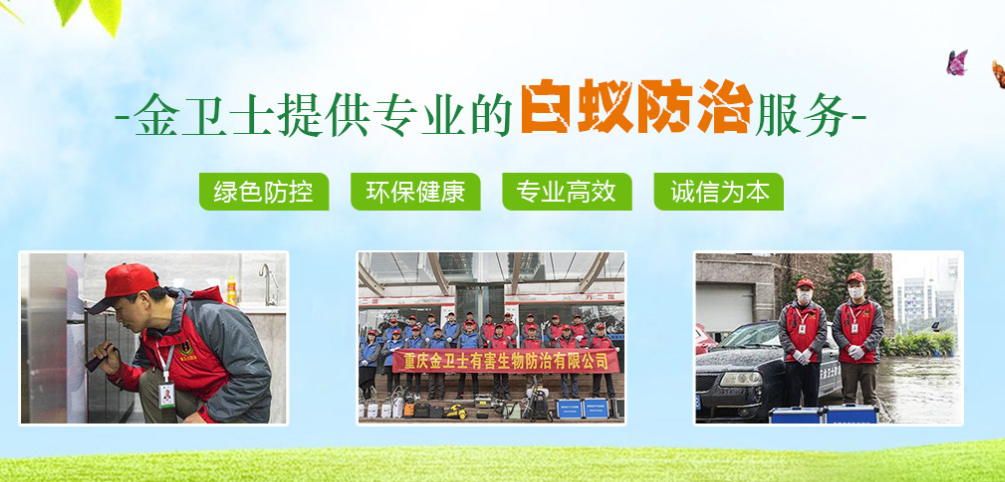 白蚁危害及防治妙招小课堂