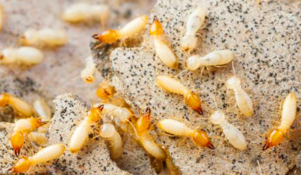 重庆白蚁是什么原因造成